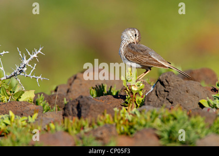 Pitpit canario (Anthus berthelotii), seduta sul terreno preening, endemica alle isole Canarie e a Madera Canarie Fuerteventura Foto Stock