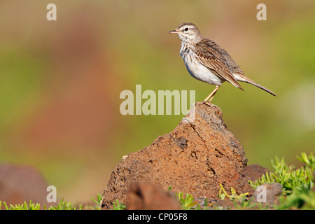 Pitpit canario (Anthus berthelotii), seduto su di una pietra, endemica alle isole Canarie e a Madera Canarie Fuerteventura Foto Stock