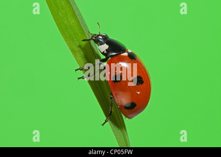 Sette-spot coccinella, sevenspot coccinella, 7-spot ladybird (Coccinella septempunctata), strisciando lungo una lama per erba, Germania Foto Stock