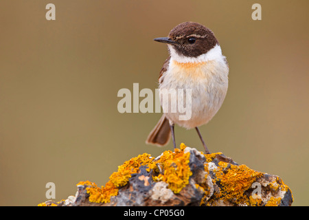 Isole Canarie chat, chat Fuerteventura Fuerteventura (Stonechat Saxicola dacotiae), maschile seduto su di una pietra, endemico a Isole Canarie, Isole Canarie Fuerteventura Foto Stock