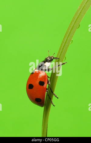 Sette-spot coccinella, sevenspot coccinella, 7-spot ladybird (Coccinella septempunctata), strisciando lungo una lama per erba, Germania Foto Stock