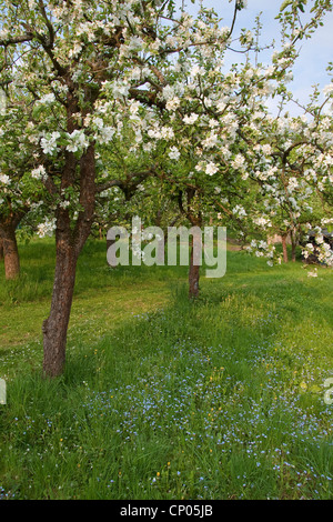 apple tree (Malus domestica), blooming apple trees, Germany Foto Stock
