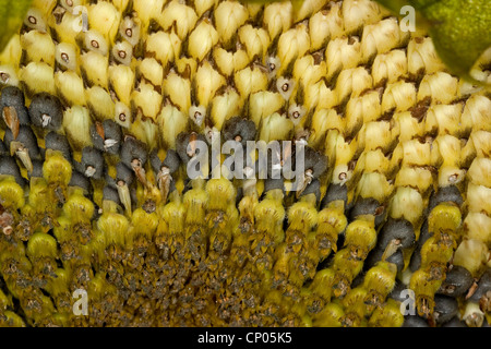 Comune di girasole (Helianthus annuus), acerbi e mature di semi di girasole in un infructescence Foto Stock