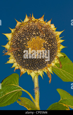 Comune di girasole (Helianthus annuus), acerbi e mature di semi di girasole in un infructescence Foto Stock