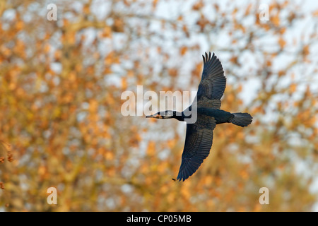 Cormorano (Phalacrocorax carbo) battenti di fronte ob alberi, GERMANIA Baden-Wuerttemberg Foto Stock