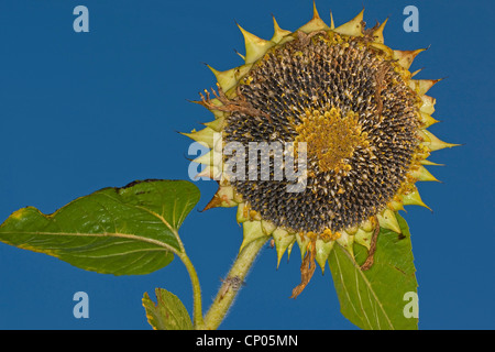 Comune di girasole (Helianthus annuus), acerbi e mature di semi di girasole in un infructescence Foto Stock