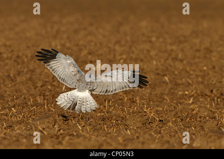 Albanella reale (Circus cyaneus), la caccia, in Germania, in Renania Palatinato Foto Stock