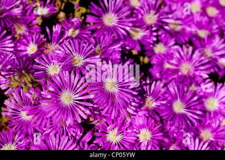 Impianto di ghiaccio (Drosanthemum hispidum ), fioritura, Sud Africa, Northern Cape, Namaqualand Foto Stock