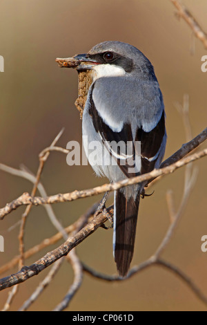 Grigio meridionale (Shrike Lanius excubitor meridionalis, Lanius meridionalis), con lizard nel suo becco, Isole Canarie Fuerteventura Foto Stock