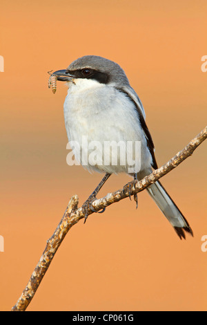 Grigio meridionale (Shrike Lanius excubitor meridionalis, Lanius meridionalis), con la preda nel becco, Isole Canarie Fuerteventura Foto Stock