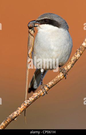 Grigio meridionale (Shrike Lanius excubitor meridionalis, Lanius meridionalis), con lizard nel suo becco, Isole Canarie Fuerteventura Foto Stock