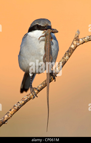 Grigio meridionale (Shrike Lanius excubitor meridionalis, Lanius meridionalis), con lizard nel suo becco, Isole Canarie Fuerteventura Foto Stock