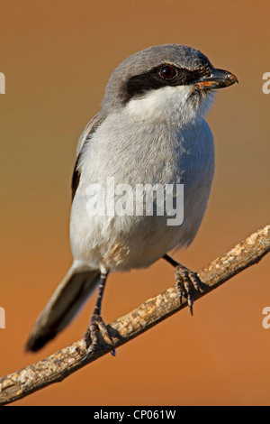 Grigio meridionale (Shrike Lanius excubitor meridionalis, Lanius meridionalis), seduto su un ramo, Isole Canarie Fuerteventura Foto Stock