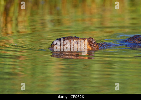 Coypu, nutria (Myocastor coypus), nuoto, in Germania, in Renania Palatinato Foto Stock