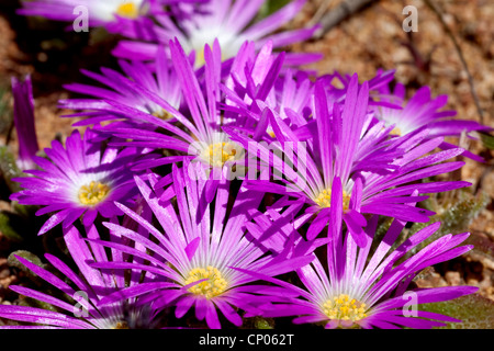 Livingstone daisy (Dorotheanthus bellidiformis), fioritura, Sud Africa, Northern Cape, Namaqua National Park, Kamieskroon Foto Stock