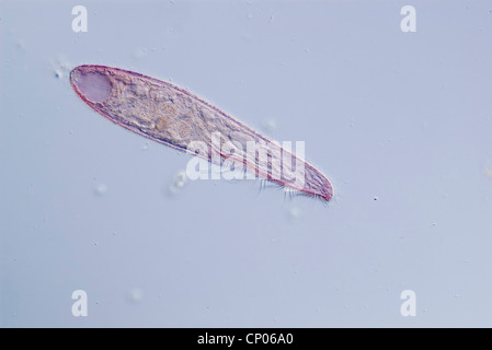 Blepharisma americana (Blepharisma americana), rosa ciliato, Germania Foto Stock