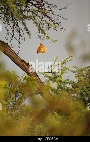 Weaver bird nest appeso a un albero, Kruger National Park, Sud Africa Foto Stock