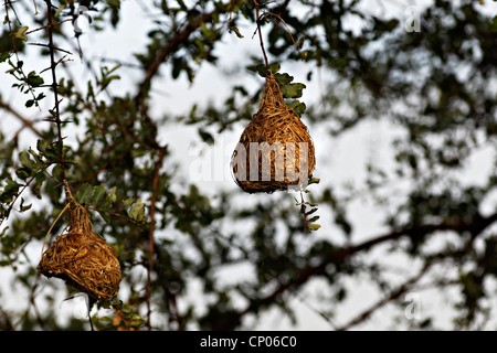 Tessitore di nidi di uccelli appeso a un albero, Kruger National Park, Sud Africa Foto Stock