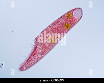 Blepharisma americana (Blepharisma americana), rosa ciliato alimentazione sulle alghe verdi, Germania Foto Stock