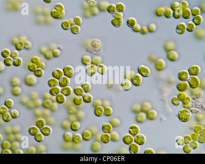 Clorococcum (Clorococcum), verde Alghe, Germania Foto Stock