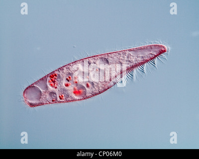 Blepharisma americana (Blepharisma americana), rosa ciliato alimentare sui lieviti tinti, Germania Foto Stock