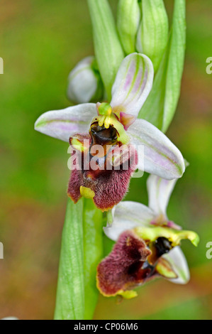 Levant Ophrys (Ophrys levantina), fiori, Cipro Foto Stock