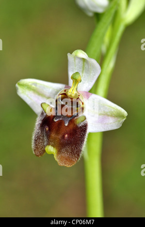 Levant Ophrys (Ophrys levantina), unico fiore, Cipro Foto Stock