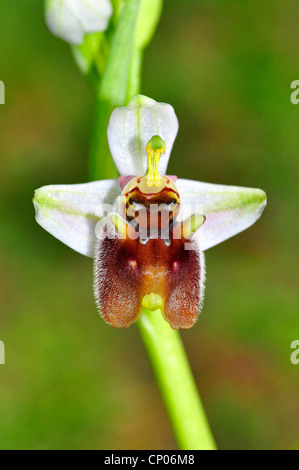 Levant Ophrys (Ophrys levantina), unico fiore, Cipro Foto Stock