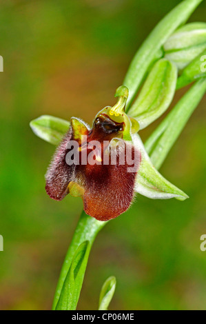 Levant Ophrys (Ophrys levantina), unico fiore, Cipro Foto Stock