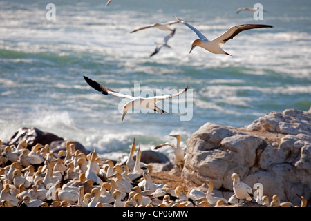 Cape gannet (Morus capensis), colonie in spiaggia, Sud Africa, Western Cape, Runde, Lambert's Bay Foto Stock