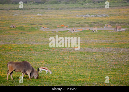 Common eland, Eland Meridionale (Taurotragus oryx, Tragelaphus oryx), e springbuck pascolare nel prato, Sud Africa, Western Cape, West Coast National Park Foto Stock