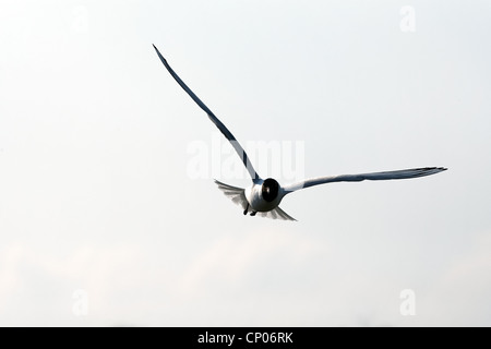 A testa nera ( gabbiano Larus ridibundus ) in volo Foto Stock