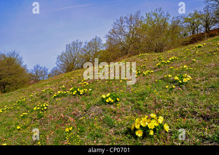 La molla di Adone (Adonis vernalis), prato con fioriture , Germania, Sassonia-Anhalt Foto Stock