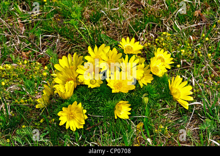 La molla di Adone (Adonis vernalis), fioritura , Germania, Sassonia-Anhalt Foto Stock