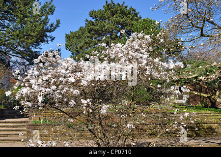 Star magnolia (Magnolia stellata), che fiorisce in un parco, Germania, Bassa Sassonia Foto Stock