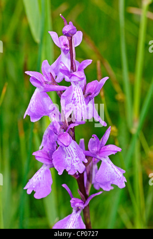 Orchidea (Orchis palustris), fioritura, Germania, Sassonia-Anhalt Foto Stock