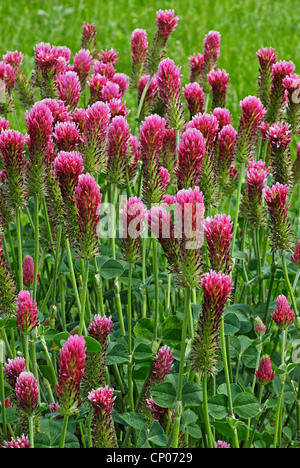 Trifoglio di cremisi, italiano di trifoglio rosso (Trifolium incarnatum), fioritura Foto Stock