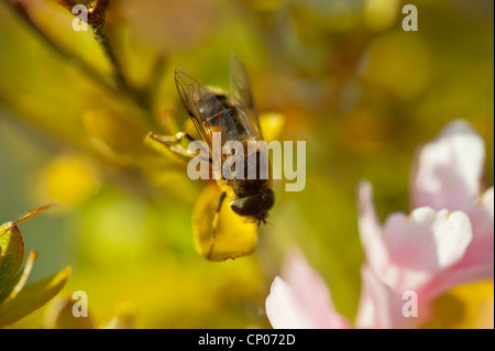 Bee wasp fly insetto Amlwch Anglesey North Wales UK Foto Stock