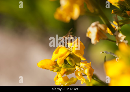 Bee wasp fly insetto Amlwch Anglesey North Wales UK Garden Foto Stock