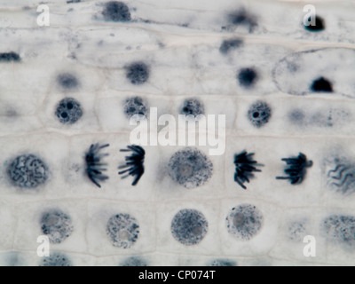 La mitosi in una radice di cipolla, anaphasis Foto Stock