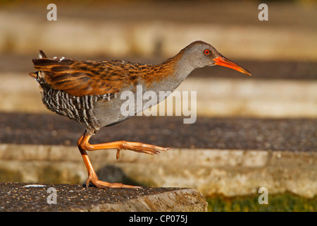 Porciglione (Rallus aquaticus), camminando su un muro di cemento, in Germania, in Renania Palatinato Foto Stock