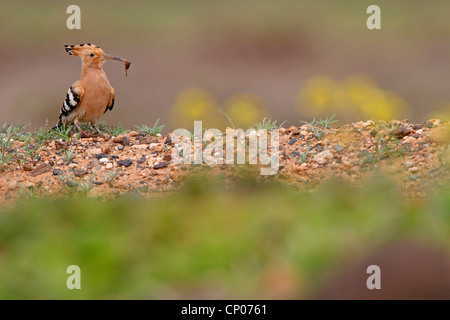 Upupa (Upupa epops), seduto per terra con la preda nel becco, Isole Canarie Fuerteventura Foto Stock