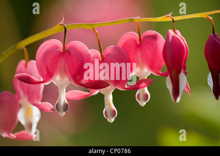 Comune di cuore di sanguinamento (Dicentra spectabilis), fiori Foto Stock