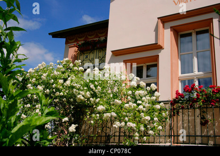 Antica villa in stile art nouveau con rose sul balcone, Germania, il Land Brandeburgo, Bad Freienwalde Foto Stock