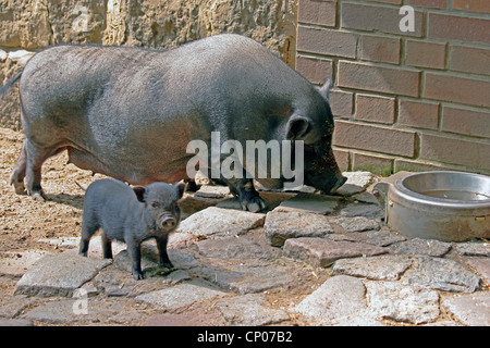 Il vietnamita panciuta maiale (Sus scrofa f. domestica), con piggy Foto Stock