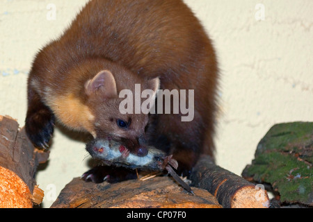 Unione martora (Martes martes), su woodpile con catturato mouse, Germania Foto Stock