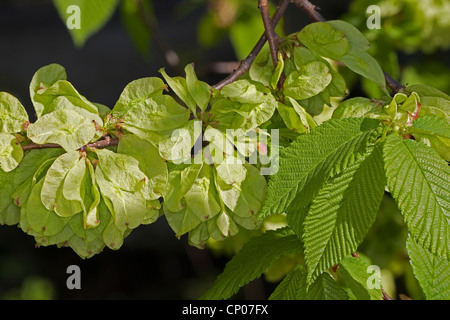 Scotch elm, Wych olmo (Ulmus glabra, Ulmus scabra), il ramo con frutti, Germania Foto Stock