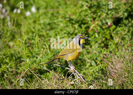 Bokmakierie shrike (Telophorus zeylonus), seduto su un ramo, Sud Africa, Eastern Cape, Addo Elephant National Park Foto Stock