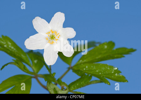 Legno (anemone Anemone nemorosa ,), fiore contro sfondo blu, Germania Foto Stock