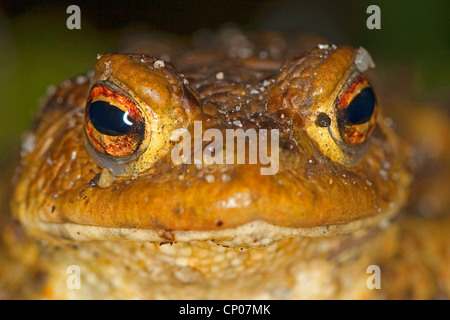 Europeo di rospo comune (Bufo bufo), ritratto, Germania Foto Stock